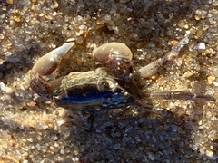 Cyclograpsus punctatus