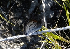 Pseudonympha hippia