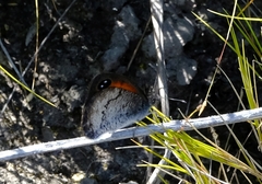 Pseudonympha hippia