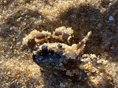 Cyclograpsus punctatus
