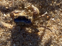 Cyclograpsus punctatus