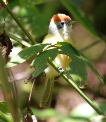 Hylophilus poicilotis