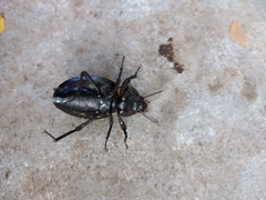 Ocnodes