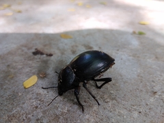 Ocnodes
