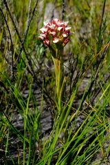 Ceratandra globosa