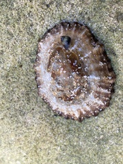 Scutellastra granularis