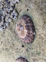 Scutellastra granularis