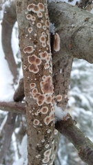 Cylindrobasidium evolvens