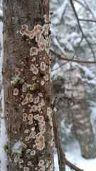 Cylindrobasidium evolvens