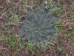 Echium italicum