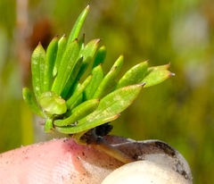Centella sessilis