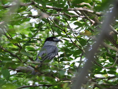 Pachyramphus rufus