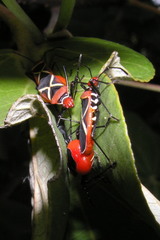 Dysdercus decussatus