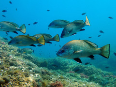 Sciaena umbra