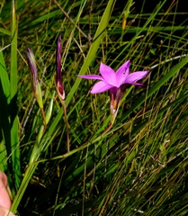 Romulea fibrosa