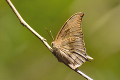 Charaxinae