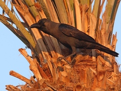 Corvus splendens