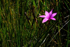 Romulea fibrosa