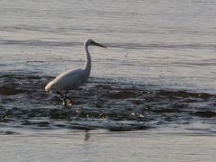 Egretta gularis