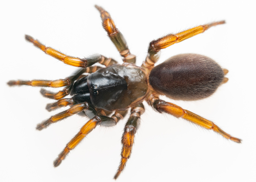 Apomastus schlingeri