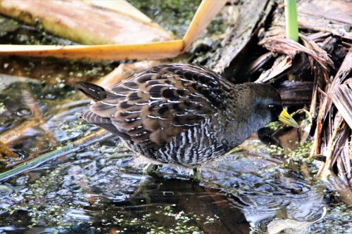 Sora (Porzana carolina)