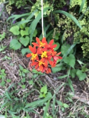 Epidendrum fulgens