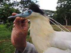 Pilherodius pileatus