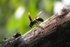 Polistes sagittarius
