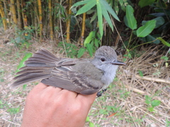 Myiarchus panamensis
