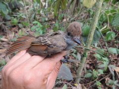 Myiarchus venezuelensis