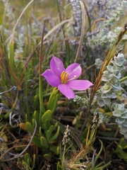 Chironia decumbens