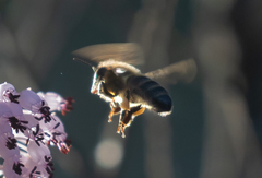 Apis mellifera