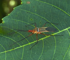 Zelus grassans