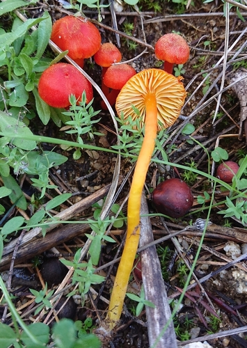 Vermilion Waxcap