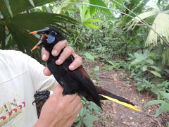 Psarocolius guatimozinus