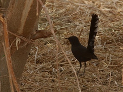 Cercotrichas podobe