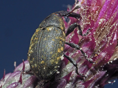 Larinus iaceae