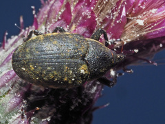 Larinus iaceae