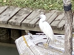 Egretta garzetta