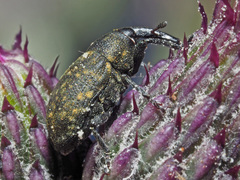 Larinus iaceae