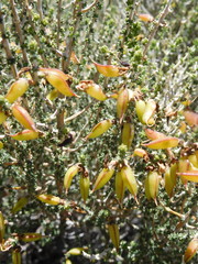 Aspalathus costulata