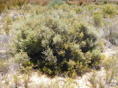 Aspalathus costulata