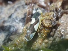 Eupteryx vittata