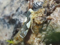 Eupteryx vittata