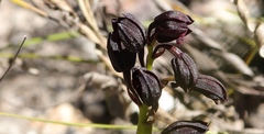Eulophia ustulata
