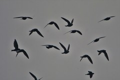 Streptoprocne semicollaris