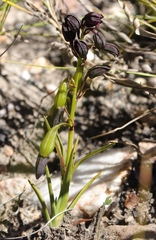 Eulophia ustulata