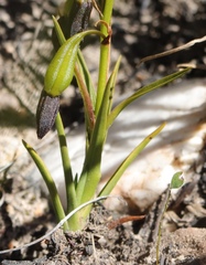 Eulophia ustulata