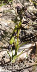 Eulophia ustulata