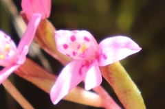 Disa vaginata